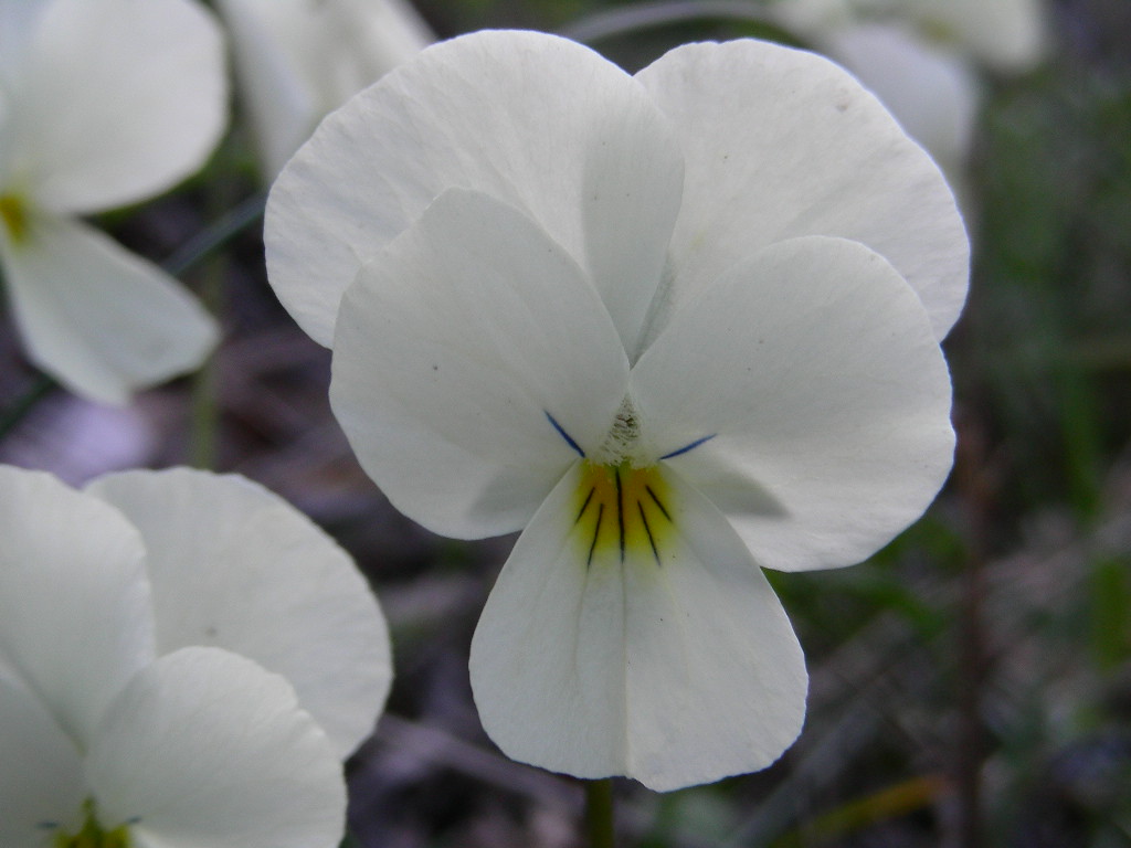 Viola etrusca / Viola etrusca